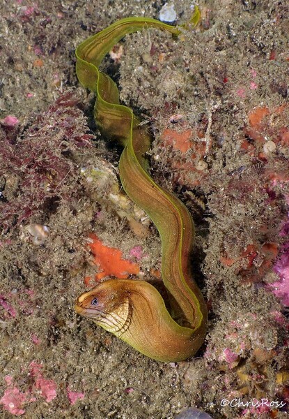 Green_Moray_23.jpg