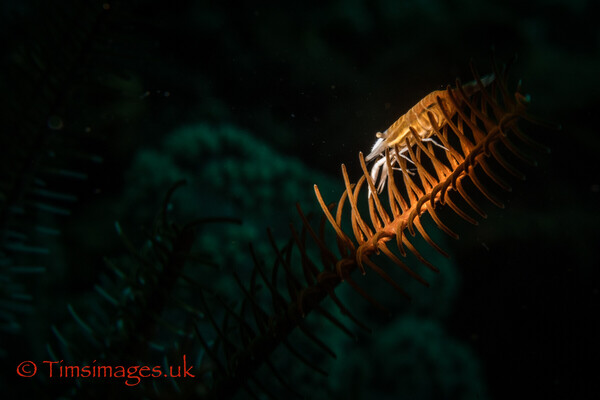 Minding My Own Business in Misool