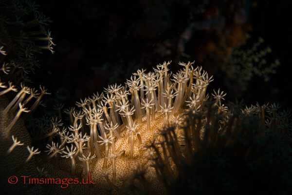 Misool Flower Garden