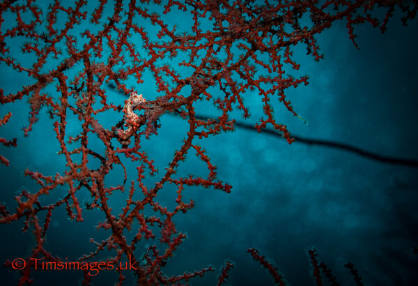 Here's trying not to look at ya, kid - Misool