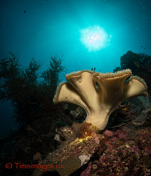 Corals and sunburst in Raja Ampat