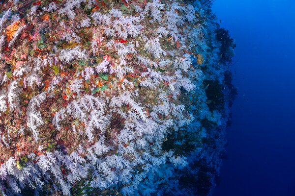 Great White Wall, Fiji