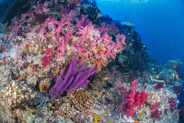 Purple Wall, Fiji