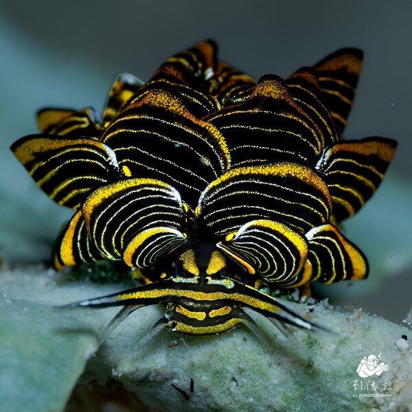 Tiger Butterfly Sea Slug