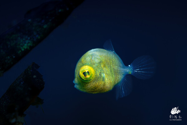 Brachaluteres taylori