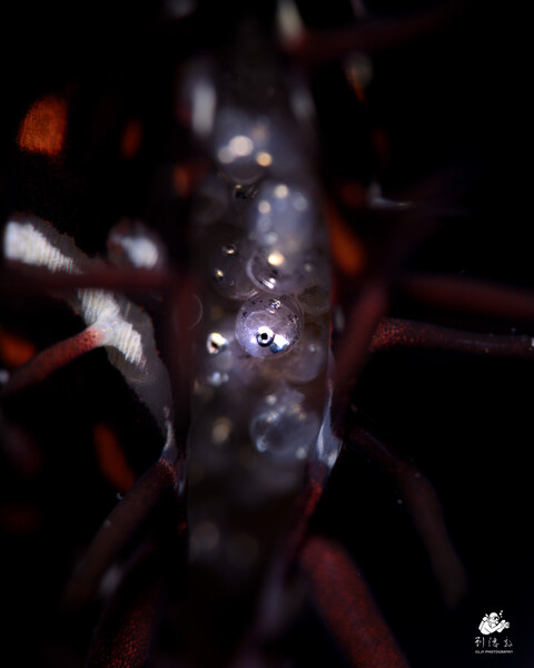 Ornate Ghostpipefish