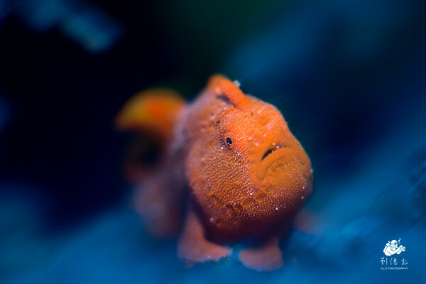 Painted Frogfish