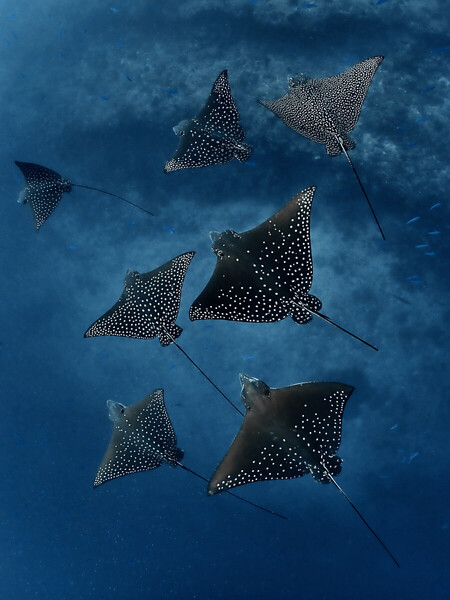 Koandooma's_rays.jpeg