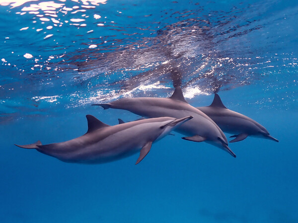 Sataya's_dolphins.jpeg