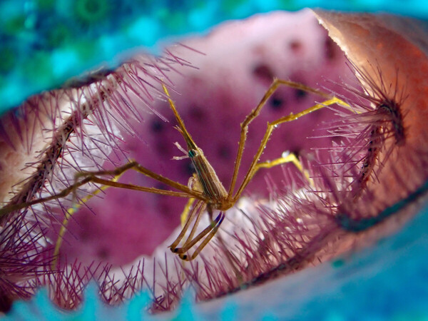Spider.jpeg