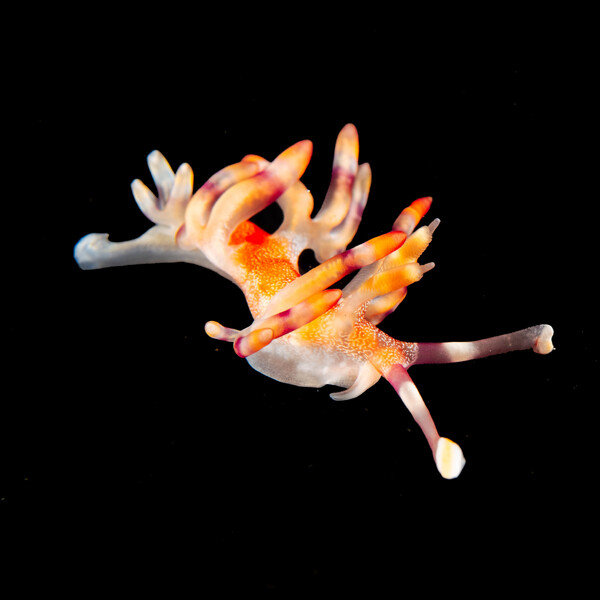 nudi 7.jpg