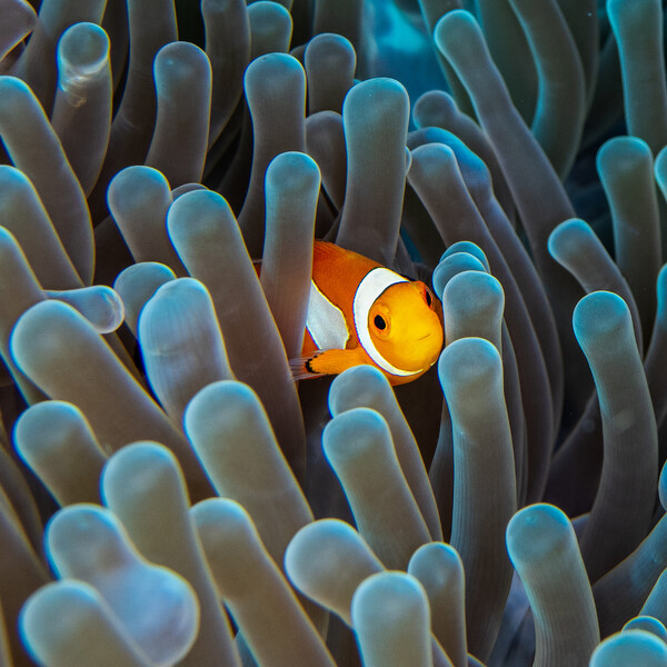 nemo .jpg