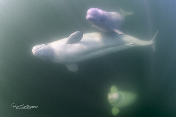 Beluga Mom & calf