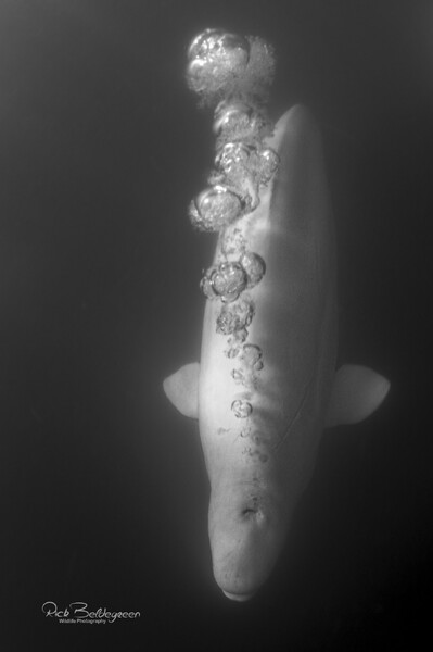 Beluga bubbles
