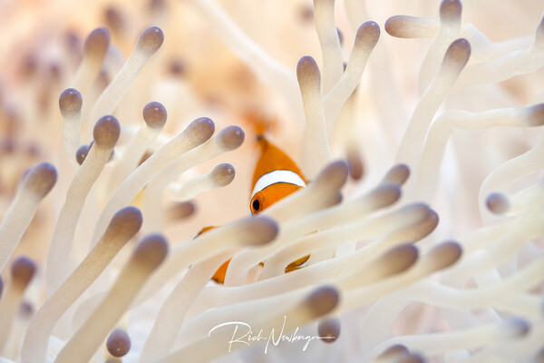 DSC_6277_peeking.jpg