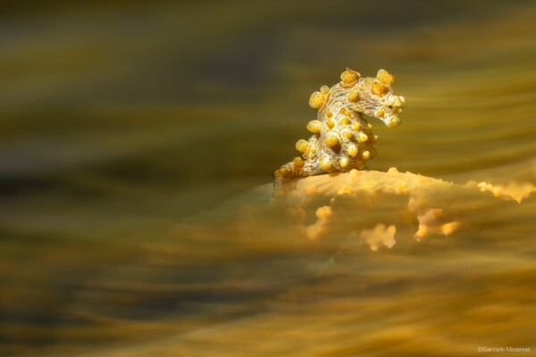Lembeh_1.jpg