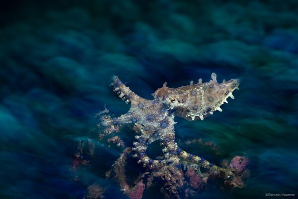 Lembeh_5.jpg