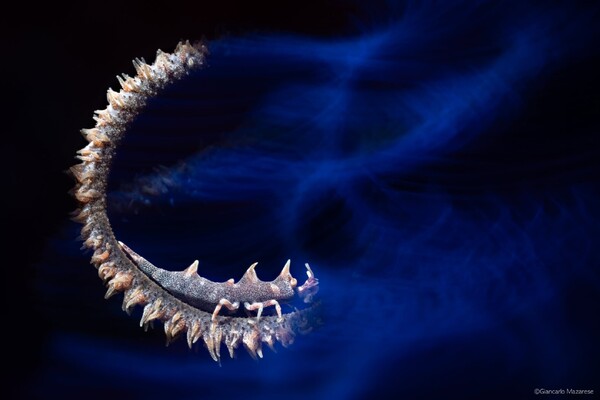 Lembeh_6.jpg