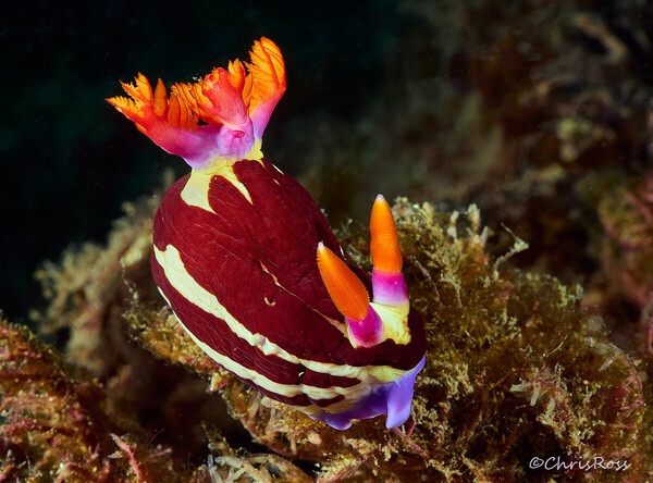 Nembrotha_purpureolineata_22.jpg