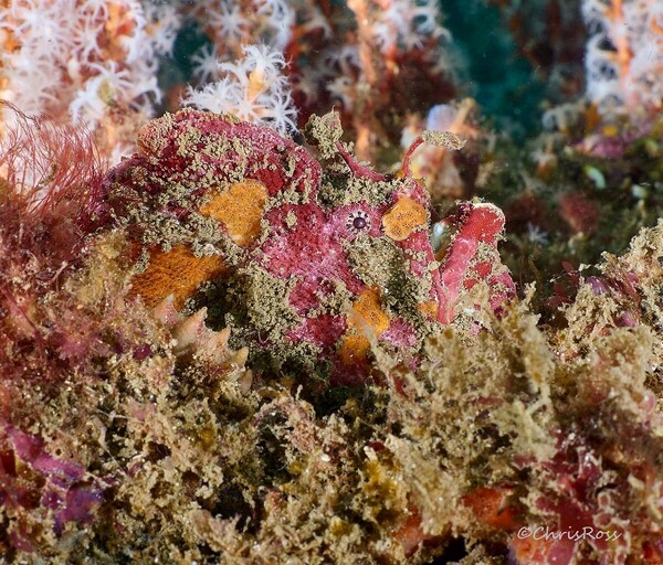 Red_Fingered_Anglerfish_39.jpg
