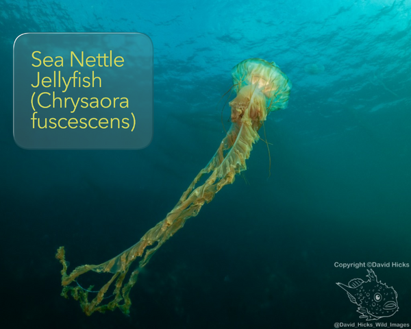 Sea Nettle Sept 6 2026
