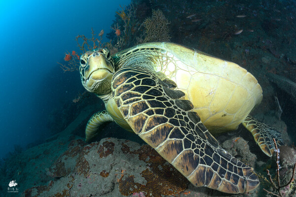 Green Sea turtle