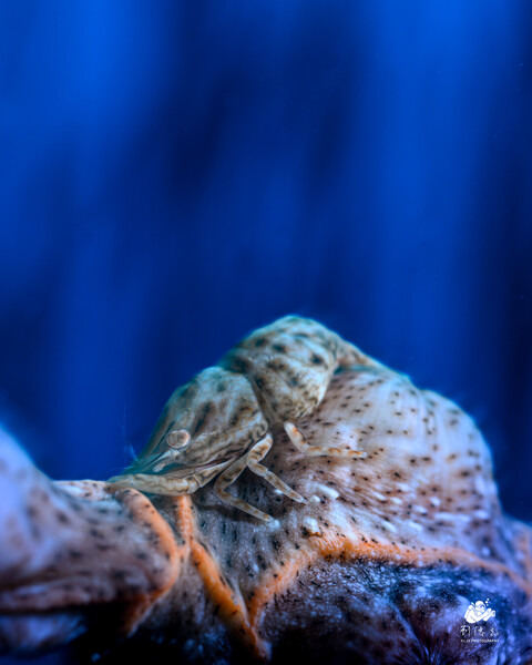 Izucaris masudai