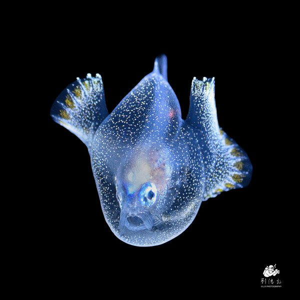 Anglerfish larva