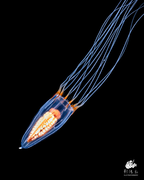 Eutiara decorata