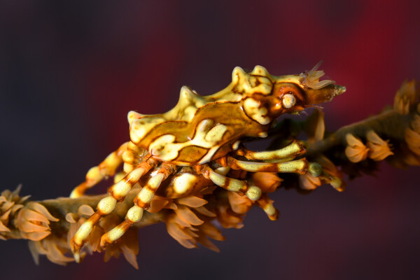 coral-shrimp_DSC1327.jpg