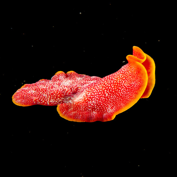 flatty.jpg