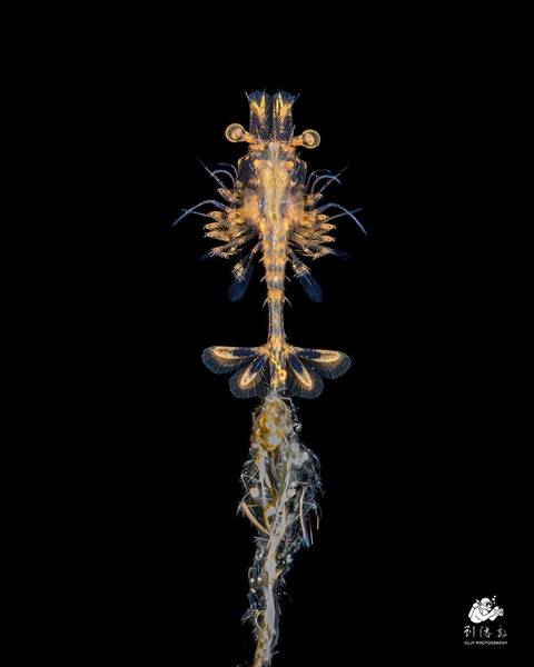 Shrimp Larva with poop