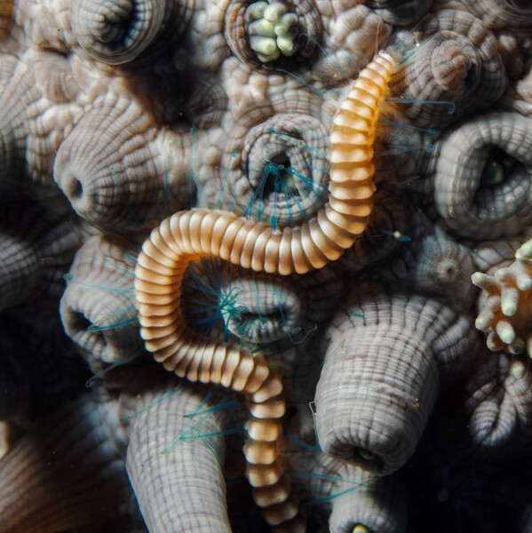 wormy.jpg