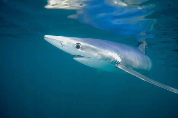 Blue Shark - Devon  UK