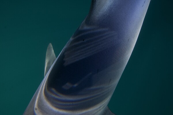 Blue back of blue shark