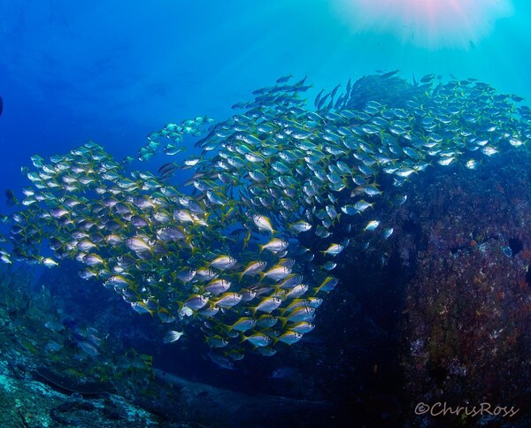 Fish_Soup_3.jpg