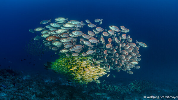 Omadhoo_0007.jpg