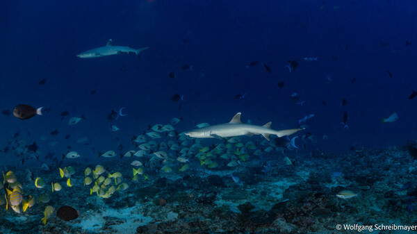 Omadhoo_0008.jpg