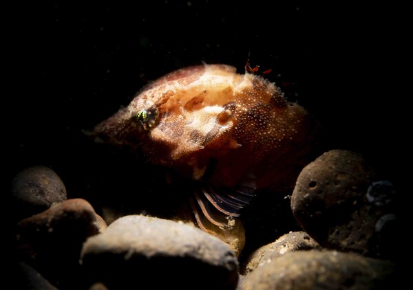 Grunt sculpin in the pebbles.
