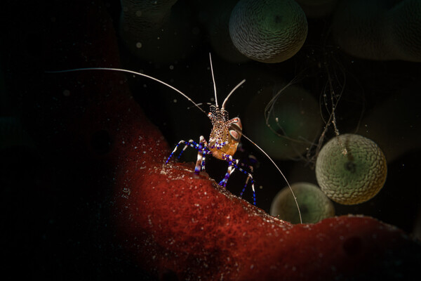 King of the Reef