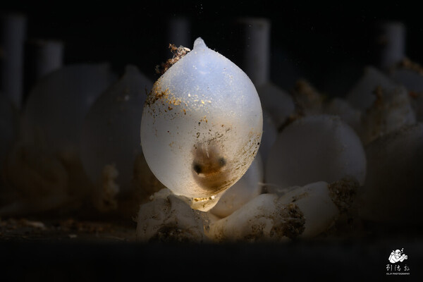 glowing cuttlefish egg