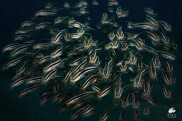Striped Eel Catfish gang