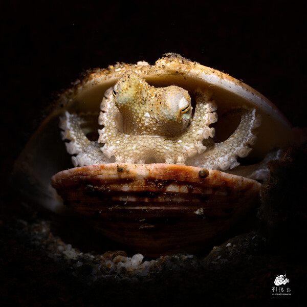 Coconut Octopus