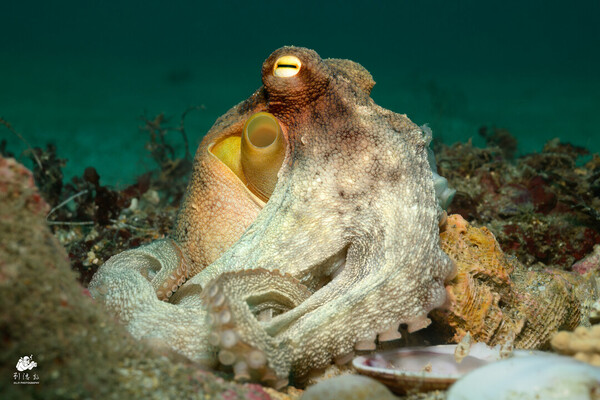 Common Octopus