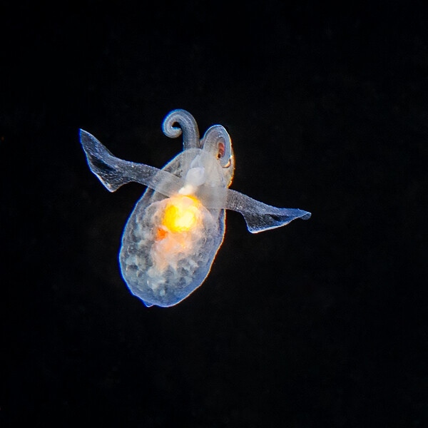 heteropod 1.jpg