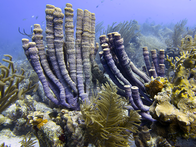 Bonaire sponges 1900p.jpg