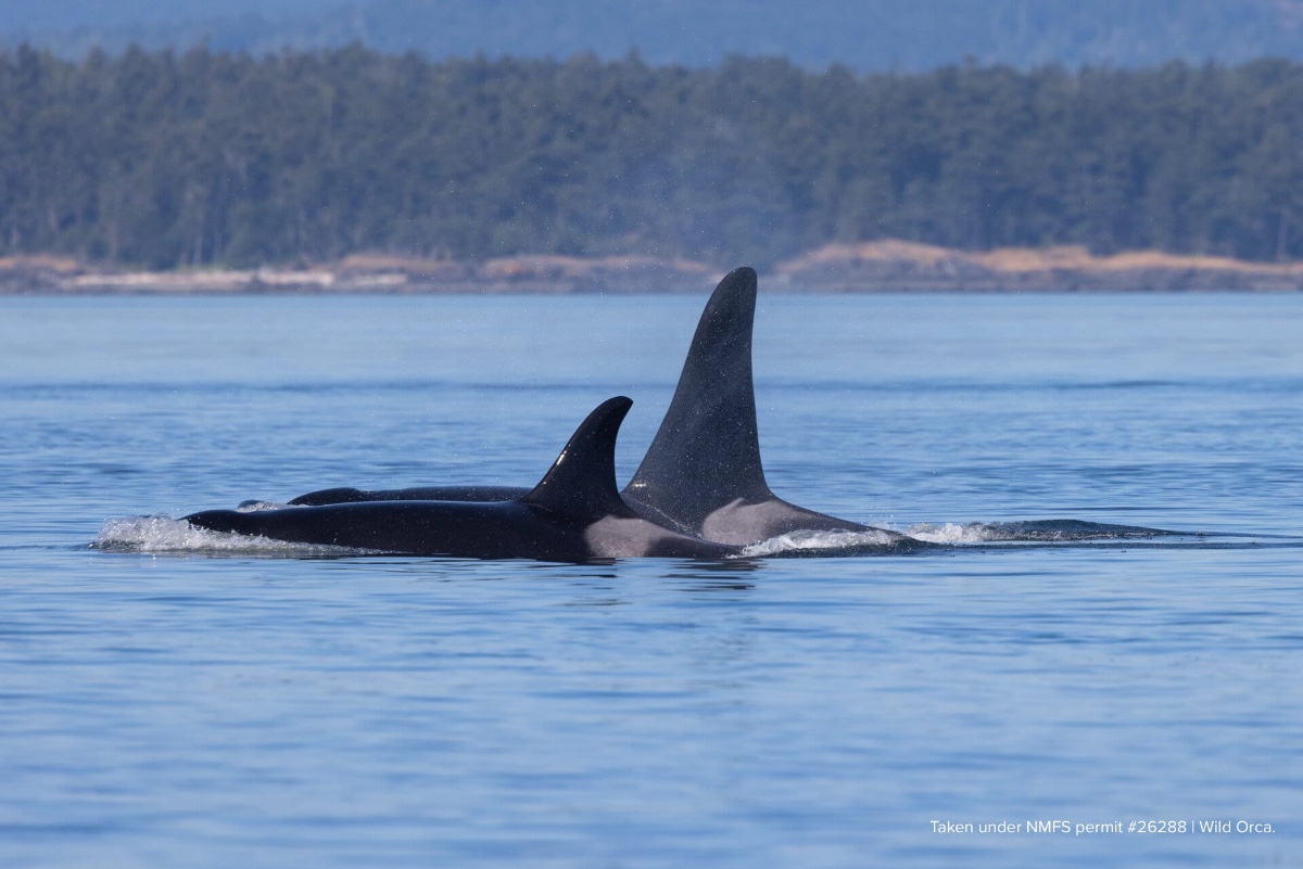 More information about "Conservation of Orcas and Chinook salmon in Southeast Alaska"