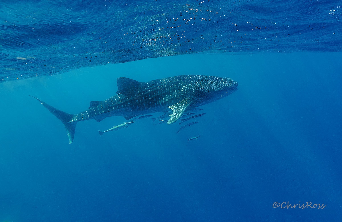 Whale_Shark_6b.jpg