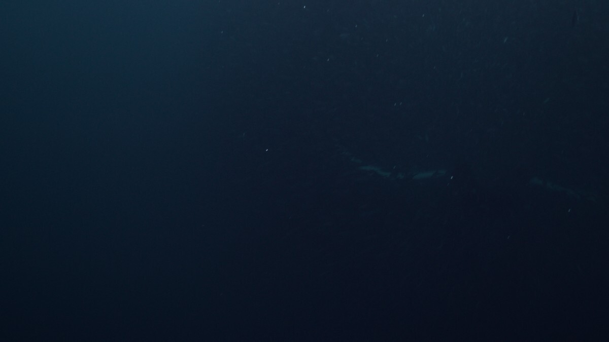 Humpback whale close encounter