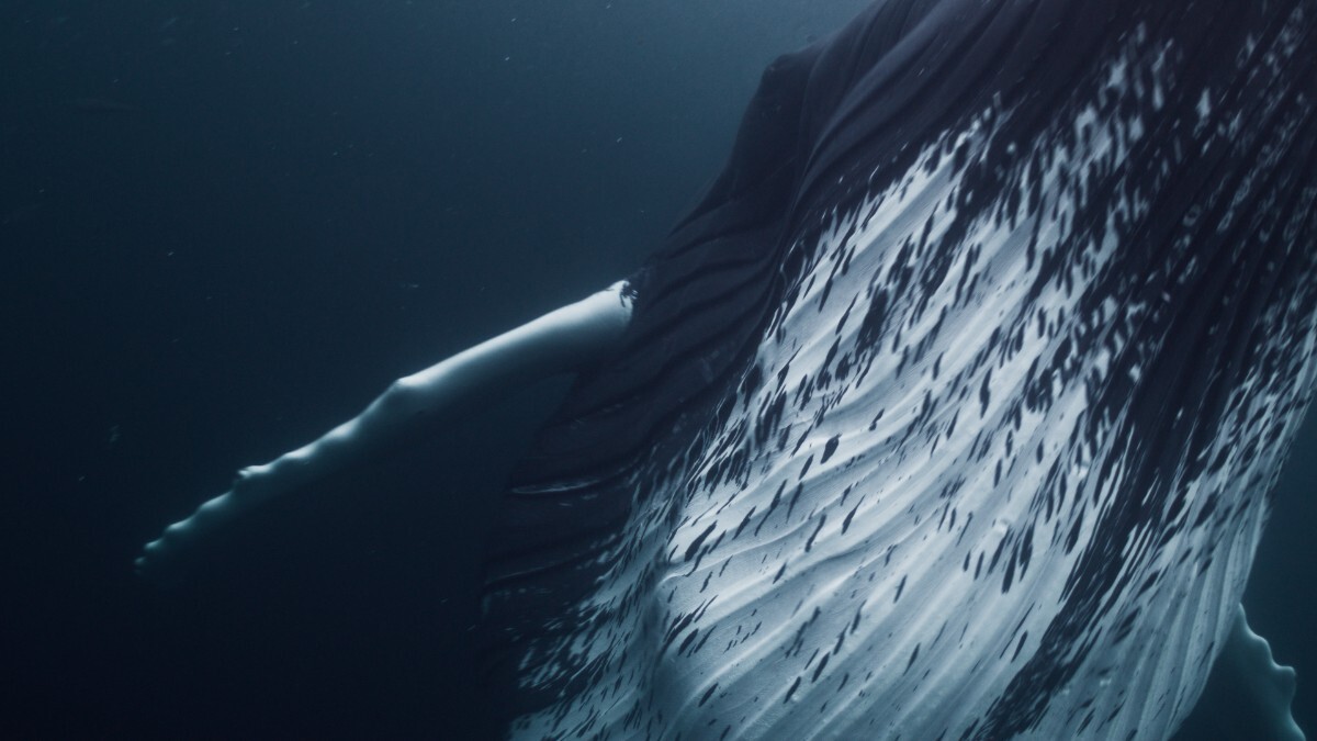 Humpback whale close encounter